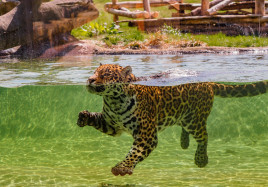 ZOO jaguar